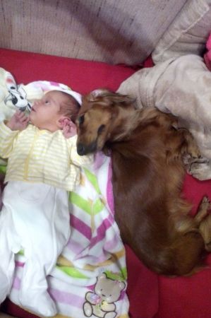 Dziecko i pies, jamnik